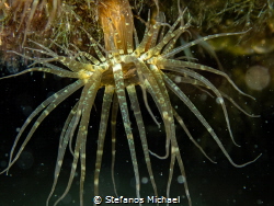 Aiptasia diaphana by Stefanos Michael 